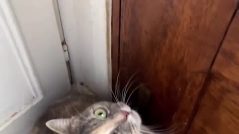 Meow my friend help me to open the door