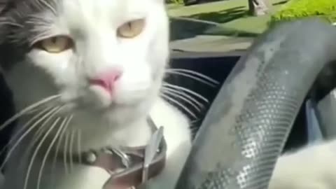 Cat Driving Car 😍😍🚗 Funny cats