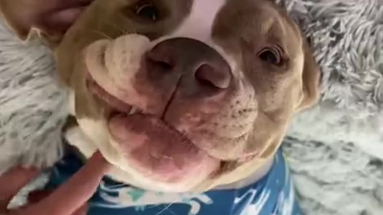 Cute dogs
