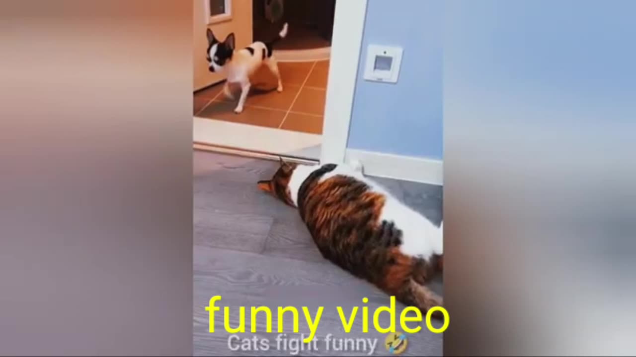 Cats funny video