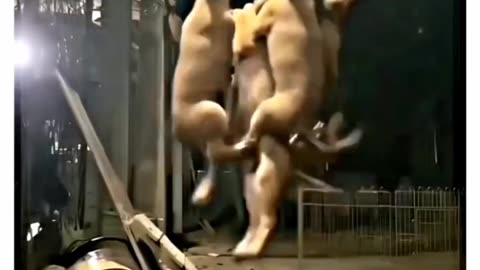 Dog dancing