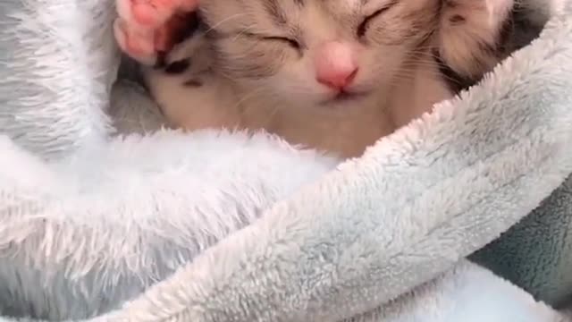 Funny pet video cat and mouse