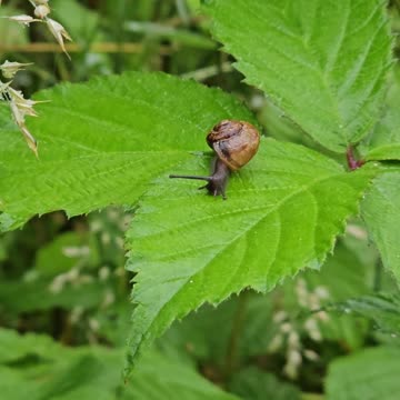 Winner of Miss Mollusk 2024 #mockumentary #nature #wildlife