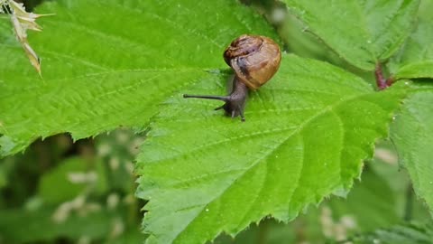 Winner of Miss Mollusk 2024 #mockumentary #nature #wildlife