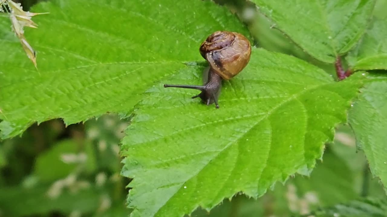 Winner of Miss Mollusk 2024 #mockumentary #nature #wildlife