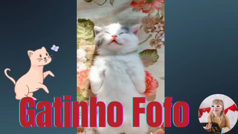 Gatinho Fofo