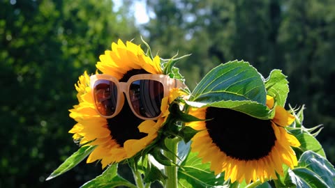 Sunflower in style..