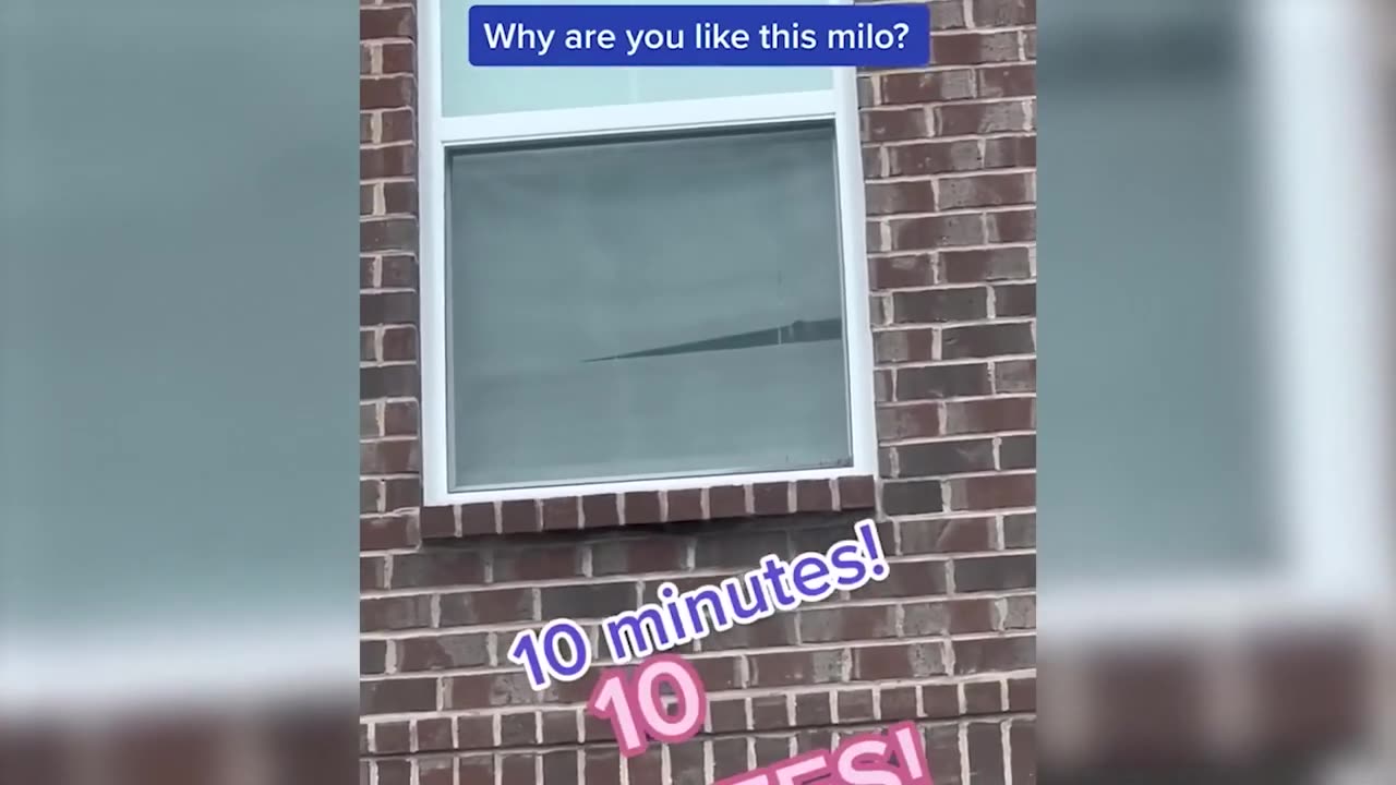 Funniest Cats And Dogs In Animal Videos 2023 😂