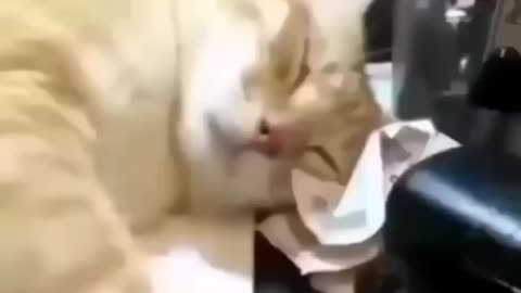 funny cats