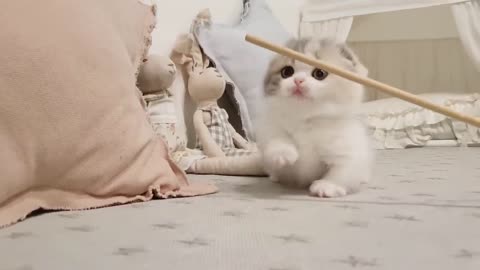 verry cute cat