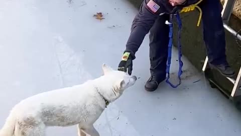 Rescue Husky