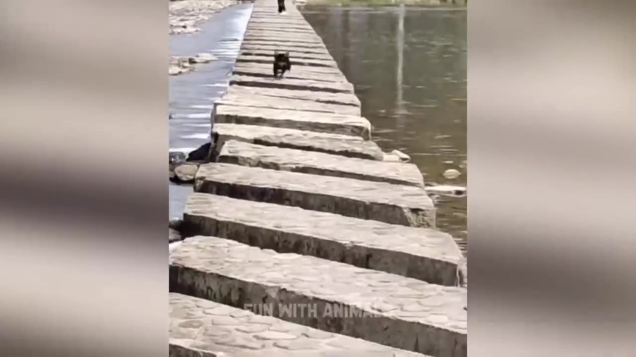 The funniest animals π Fun with cats and dogs 2023 πΊπΆ