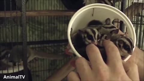 Sugar gliders flying funny and cute compilation