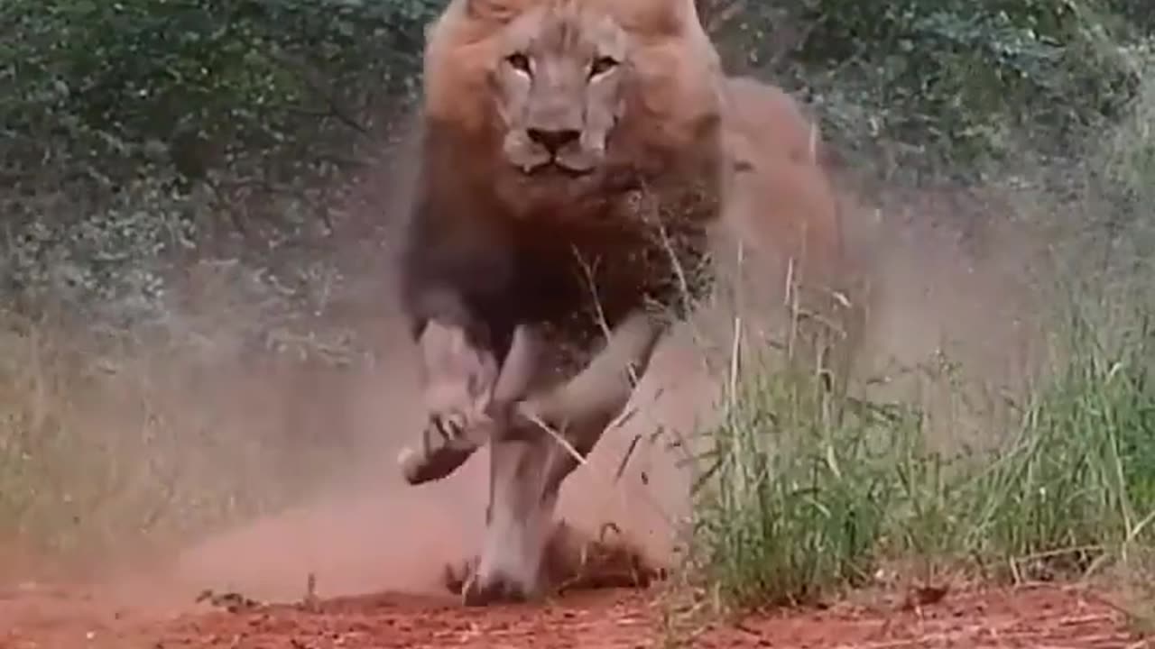 Angry Lion