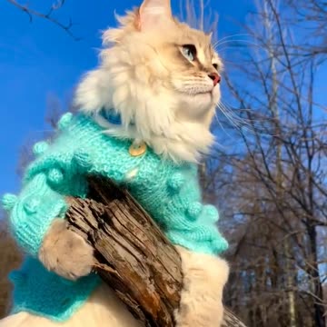 Modern cute cat waiting for his husband