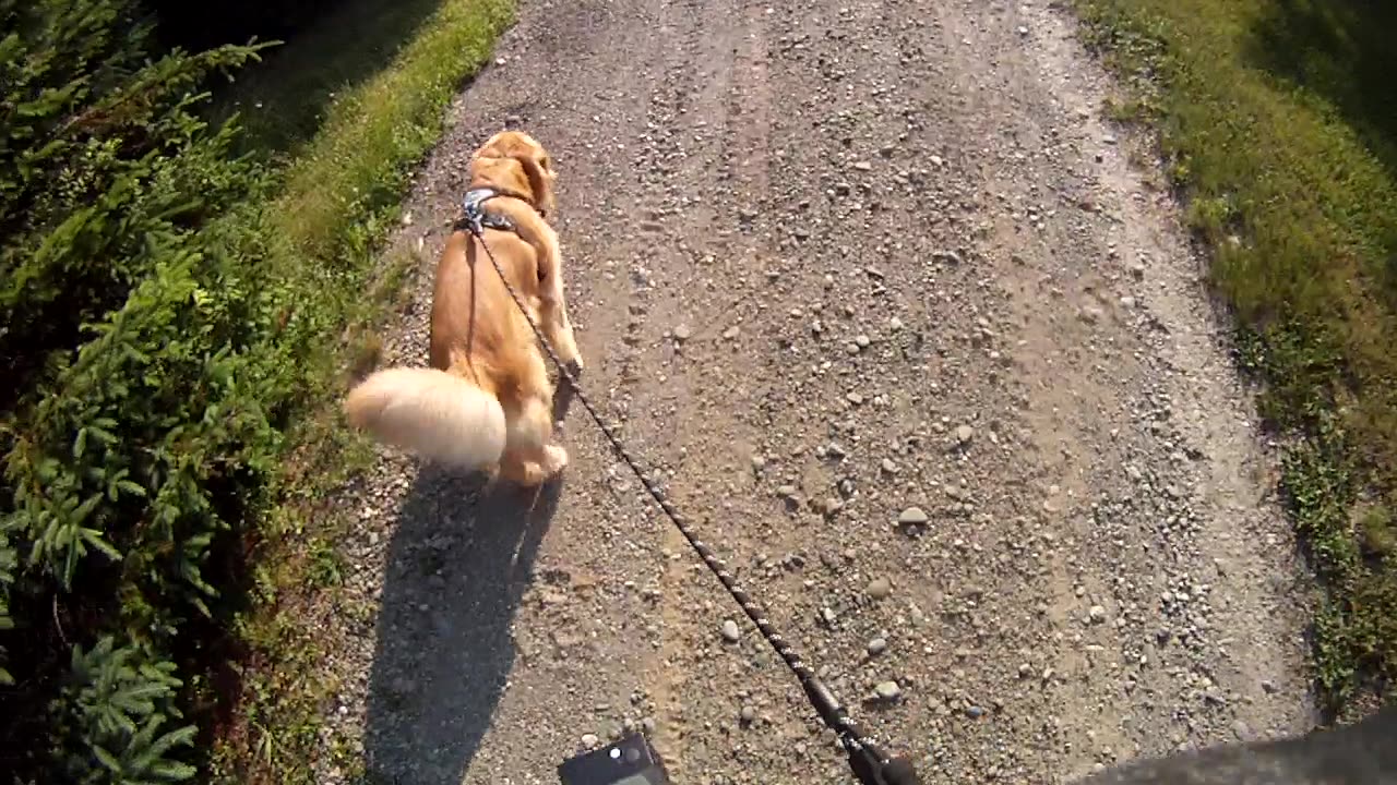 June 19th, 77º Short walk due to heat.