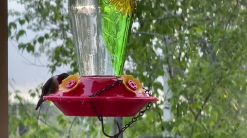 Ruby THroated HummingBird