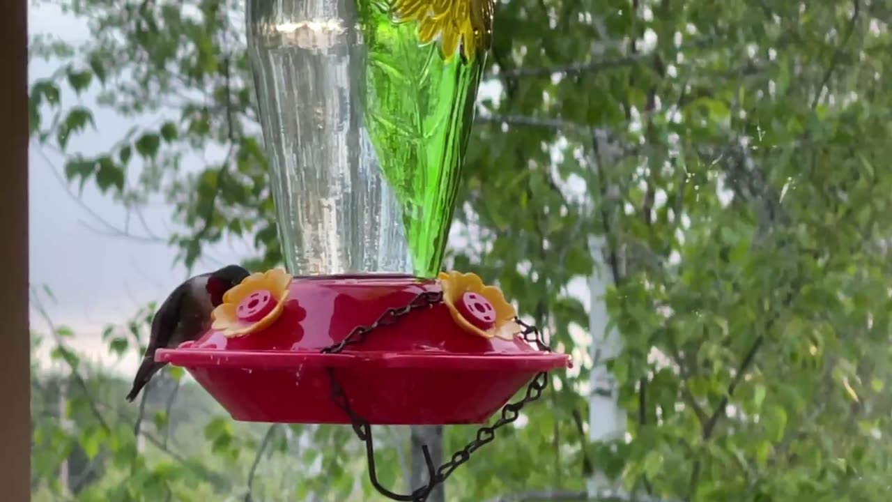 Ruby THroated HummingBird