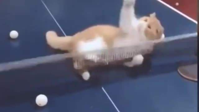 Champion of table tennis funny cat