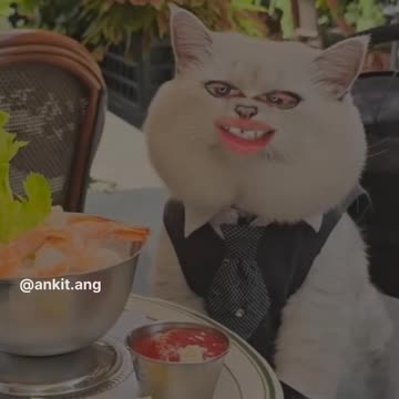 Share your friends | Bangad Billa 😾| ankit ang #2shots #angvines #shots #Bangadbilla