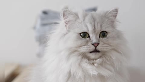 that's a cute cats