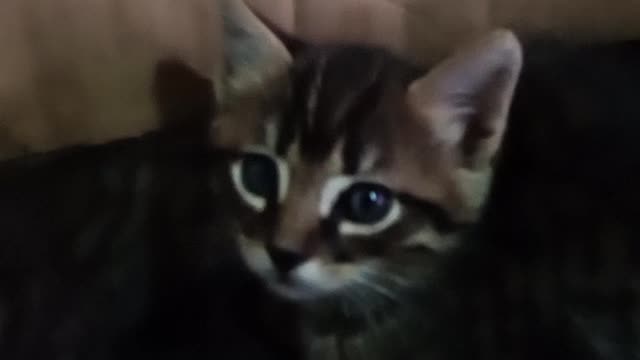 Chats Cat 🐈🐈 2