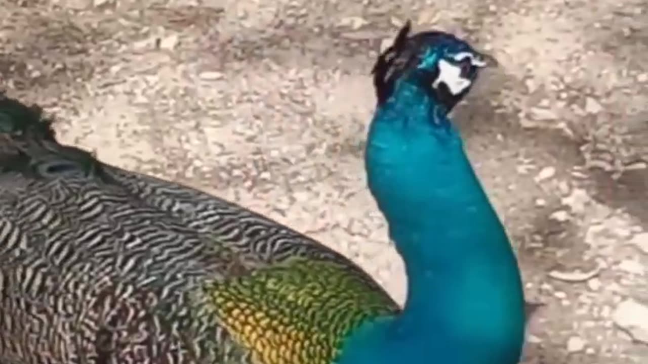 Largest Bird peacock 🦚