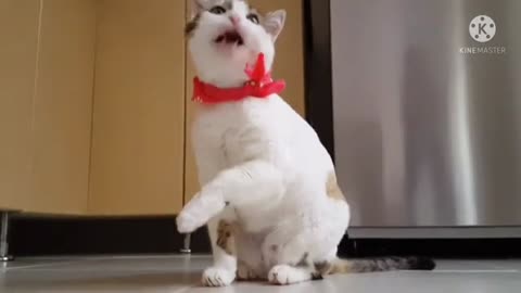 CAT VIDEO