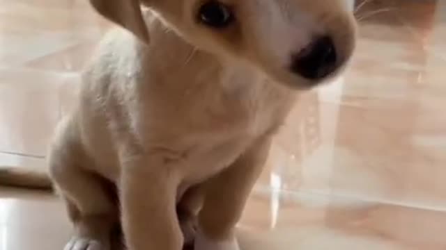 Put this audio for your puppy to hear and see the reaction | Animália Universe