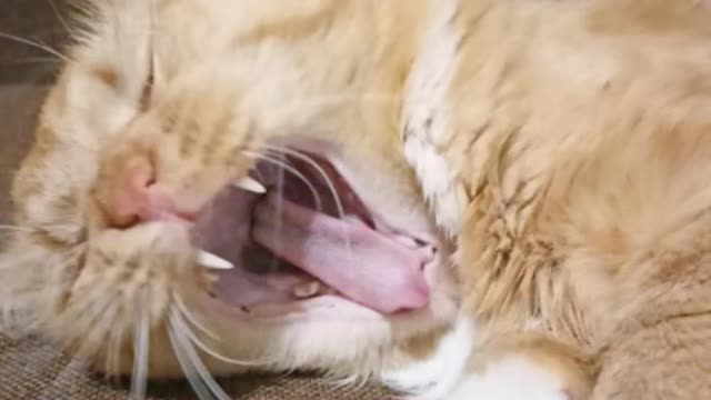 The Internet's Funniest Cat Video is Here