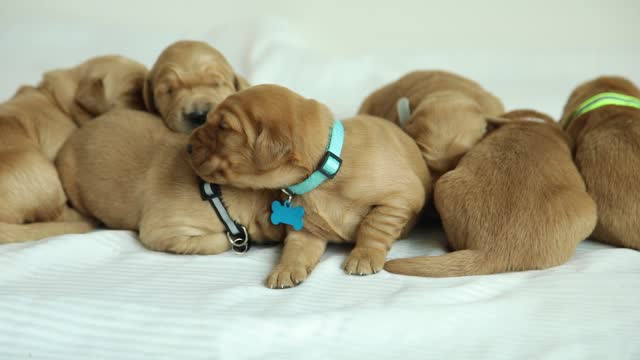 Golden Retriever Puppies at two and a half weeks old!