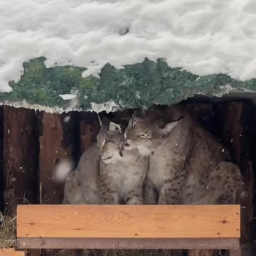 Lynx couple in the mood for love 😊
