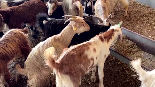 Smart app arranges animal sacrifice for Eid in Dubai