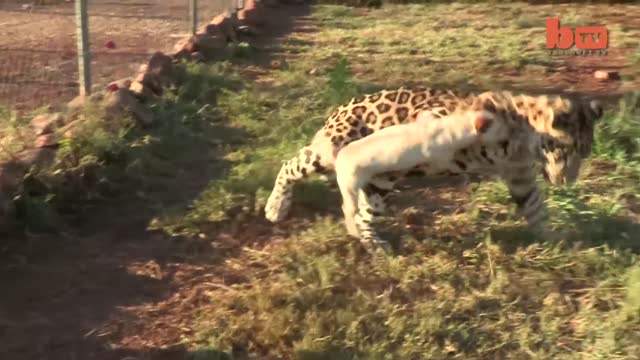 Cute Jaguar and Dog Are Best Friends