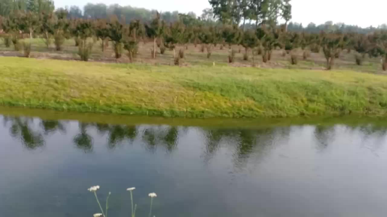 Beautiful lake with petals dancing