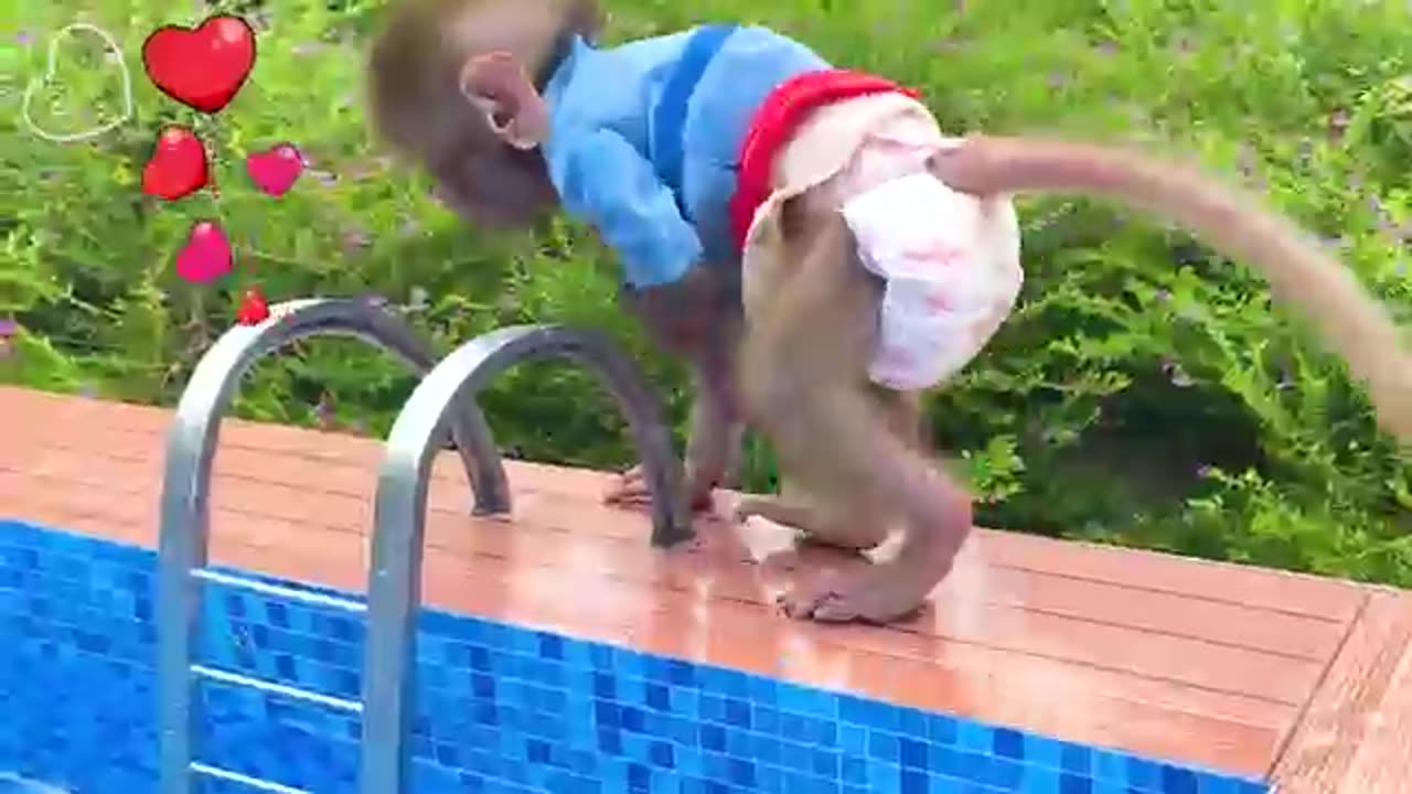 Funny monkey