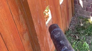 Barking Boxer Get Mouth Full of Leaf Blower