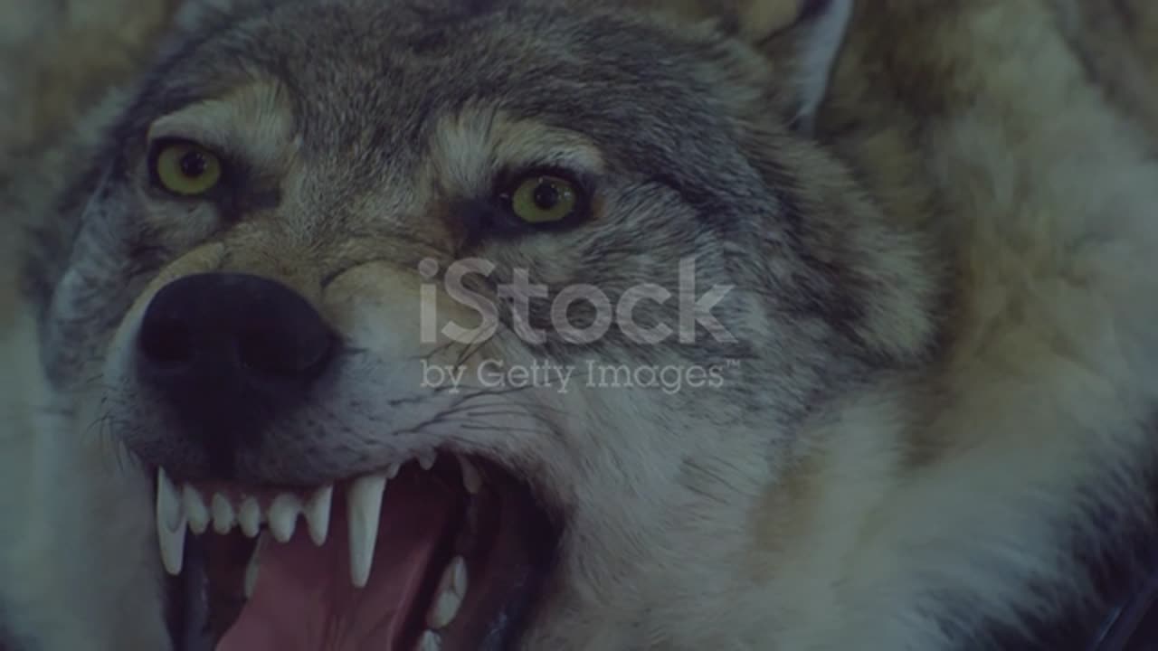 A Stuffed Dire Wolf With A Bared Mouth