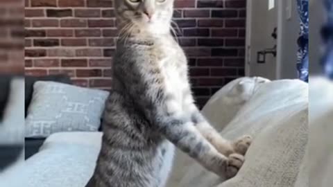 Curious cat reaction! ||| funny video