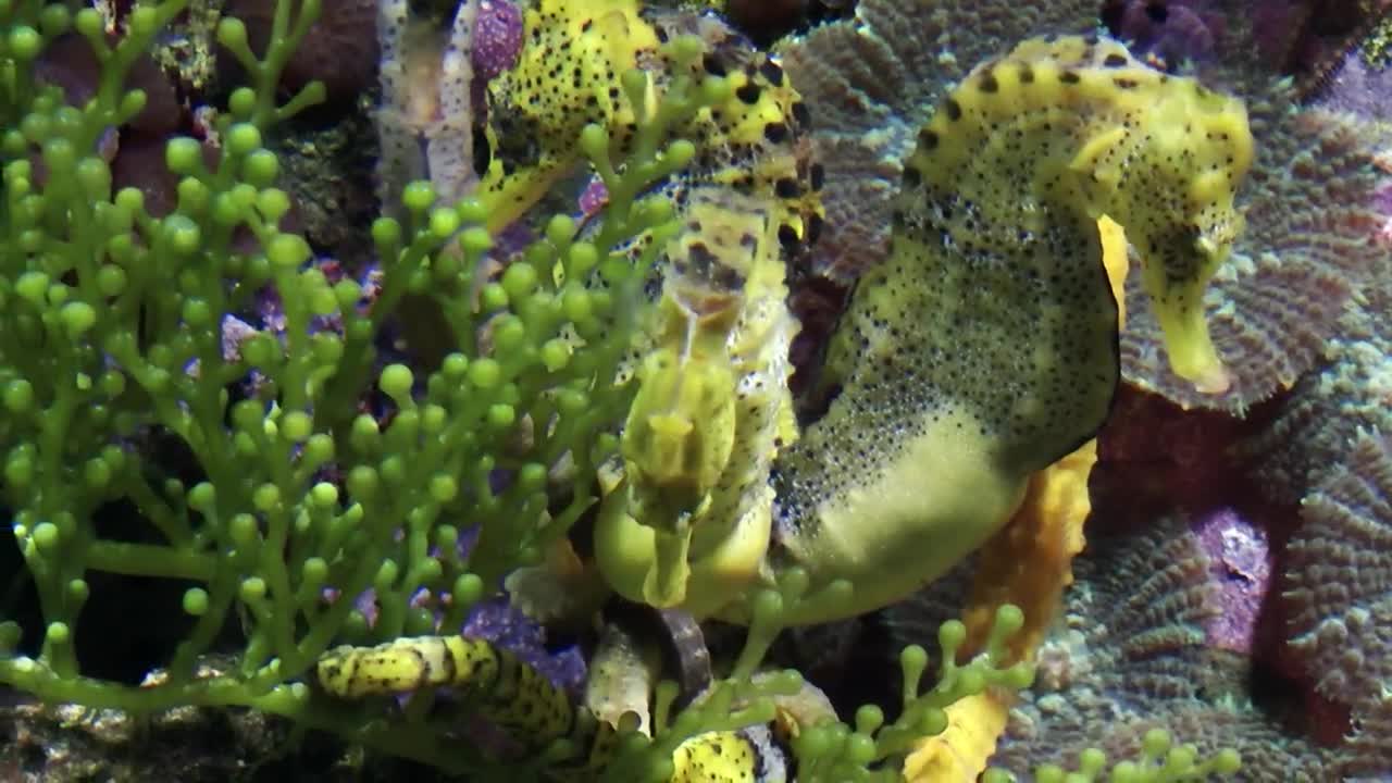 Wonderful Seahorses in a fish tank