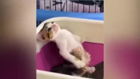 Funny Animal Videos 2023 😂 - Funniest Cats And Dogs Video 😺😍 part-2