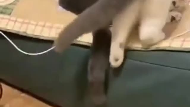 Very Funny Cat Videos||Cat With Song Videos||