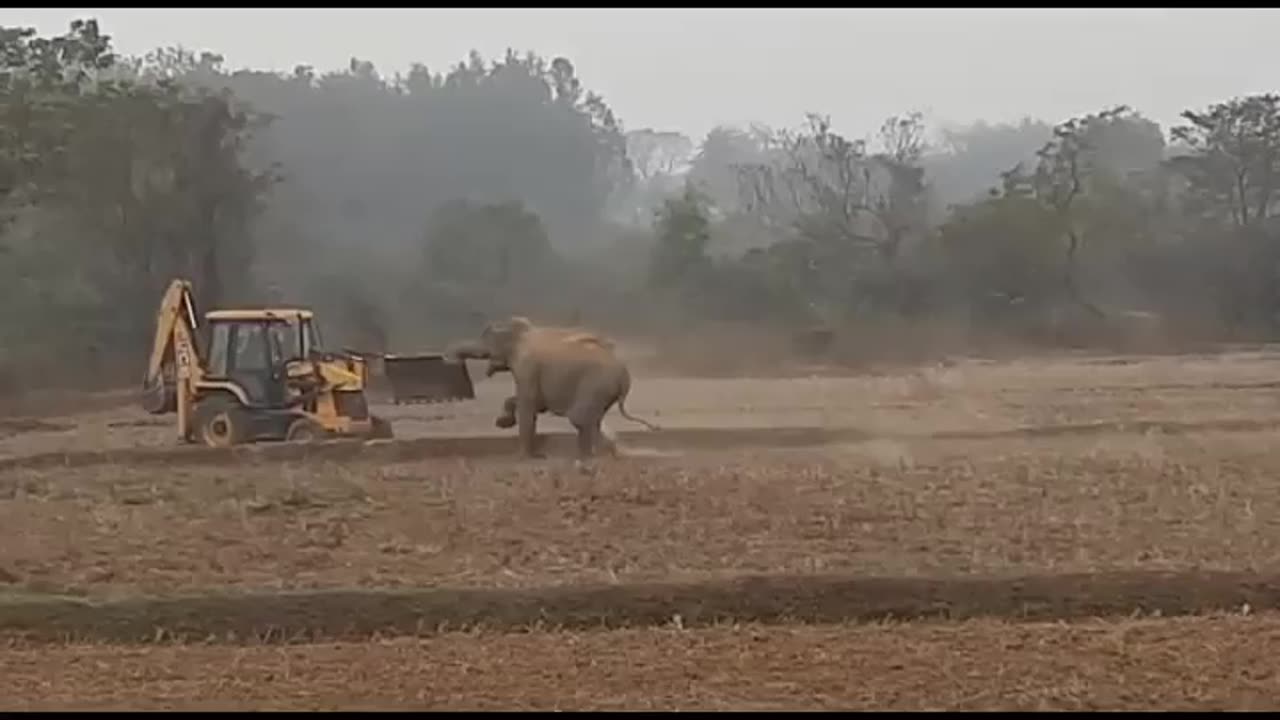 Elephant vs JCB