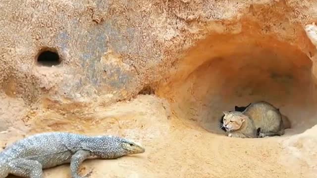Scenery # science # funny # Wildlife zero distance