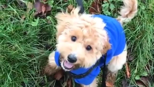 Baby Dogs -Funniest and Cutest Labrador Puppies Best Funny Animals Videos viral Part 58