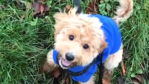 Baby Dogs -Funniest and Cutest Labrador Puppies Best Funny Animals Videos viral Part 58