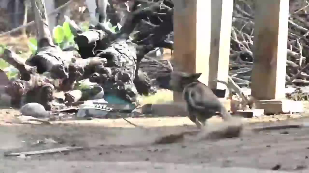 Troll Prank dog funny