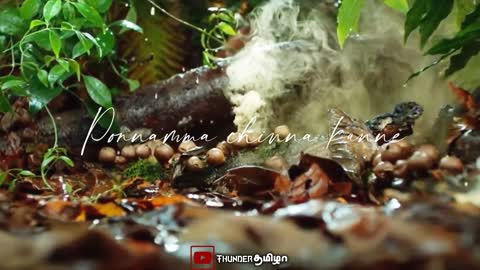 Relaxing video