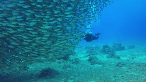 School Of Fish