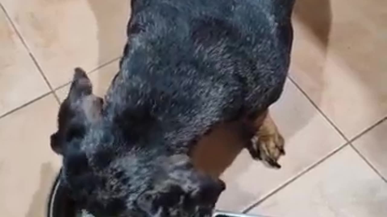 Mio caro Bassotto, il cane più bello di YouTube mangia il suo cibo @SanTenChan